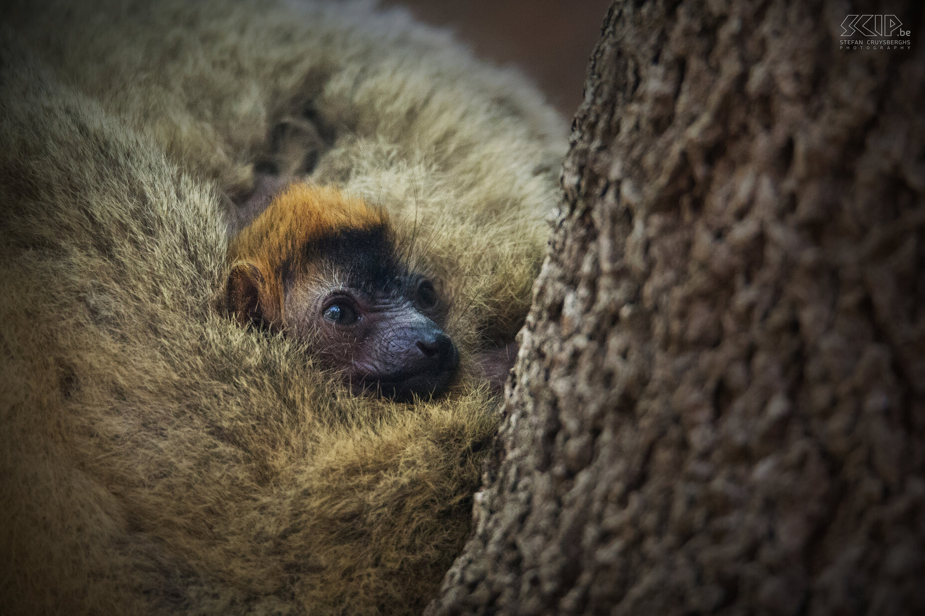 Kirindy - Baby maki Een baby maki goed beschermd door de moeder. Stefan Cruysberghs